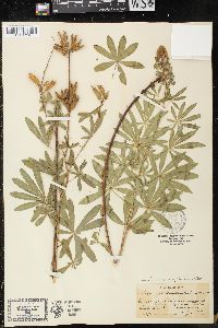 Lupinus spathulatus image