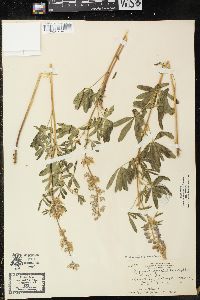 Lupinus spathulatus image