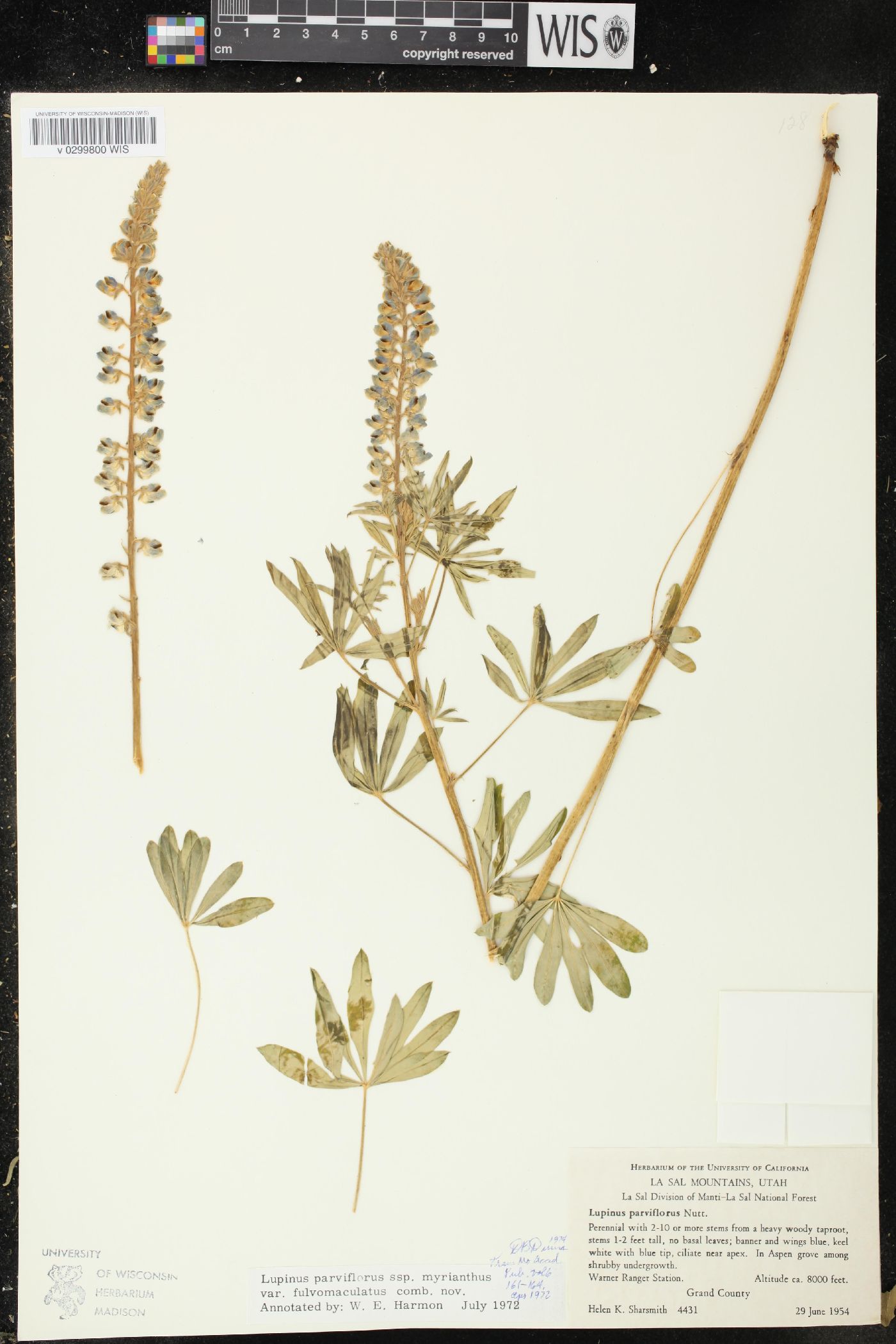 Lupinus parviflorus var. fulvomaculatus image