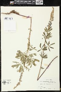 Lupinus parviflorus subsp. parviflorus image