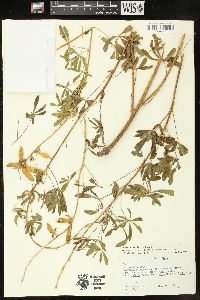 Lupinus sericeus subsp. marianus image