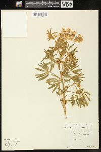 Lupinus sericeus image