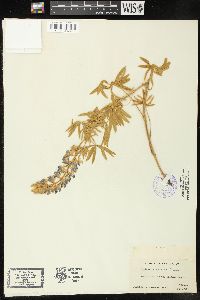 Lupinus sericeus image