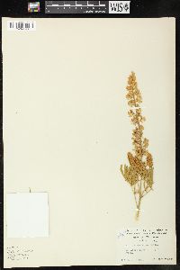 Lupinus sericeus image