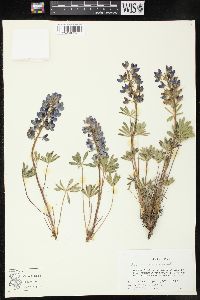 Lupinus saxosus image