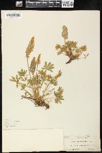 Lupinus sellulus image