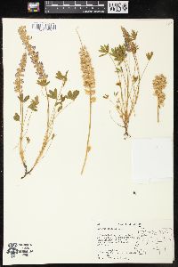 Lupinus sellulus image