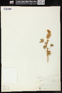 Lupinus sellulus image