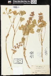 Image of Lupinus sericatus