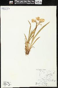 Image of Iris hookeri