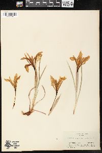 Iris californica image