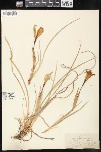 Iris californica image