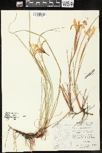 Iris chrysophylla image