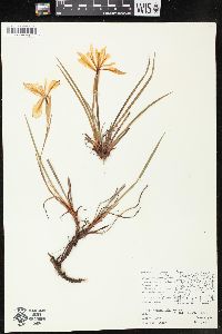 Image of Iris chrysophylla