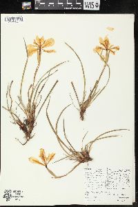 Iris chrysophylla image