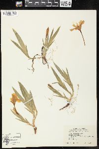 Iris cristata image