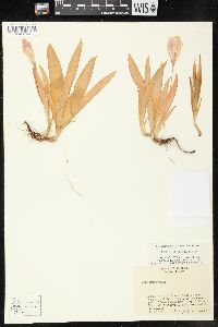 Iris cristata image