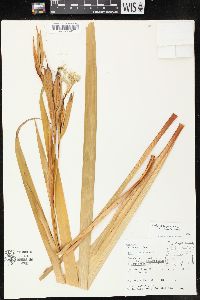 Iris douglasiana image