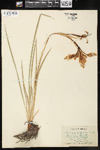 Iris missouriensis image