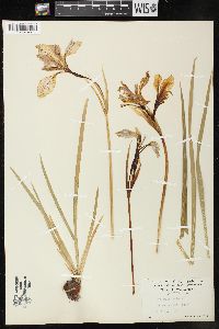 Iris missouriensis image