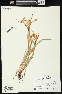 Image of Iris tenuissima