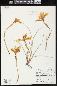 Image of Iris thompsonii