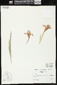 Iris verna image