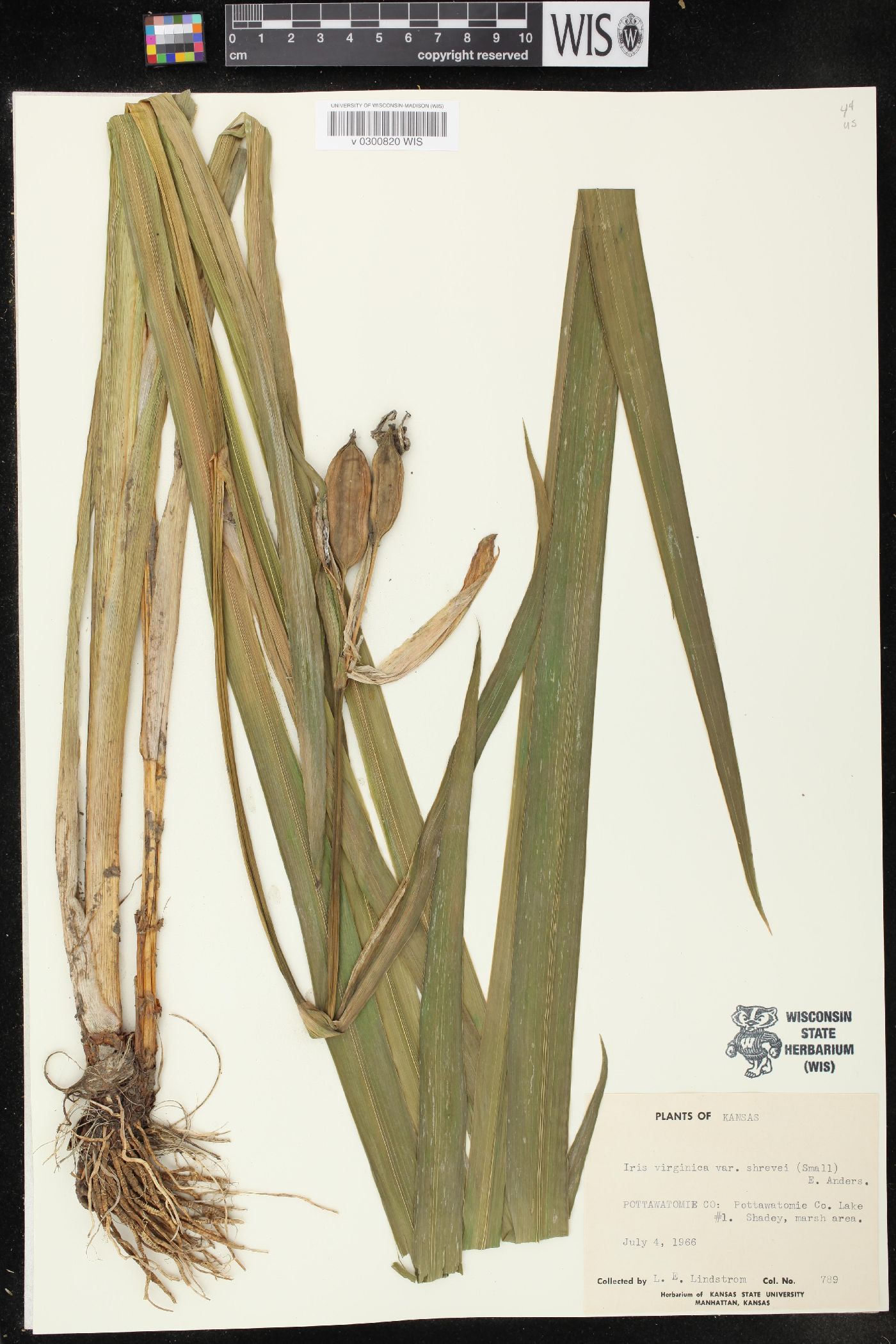 Iris versicolor var. shrevei image