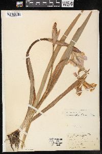 Iris virginica image