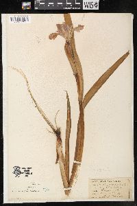 Iris virginica image