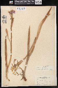 Iris virginica image