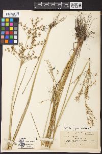 Juncus acuminatus var. robustus image