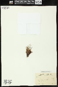 Juncus triglumis var. albescens image