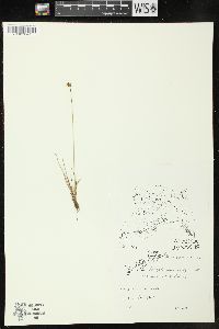 Image of Juncus albescens