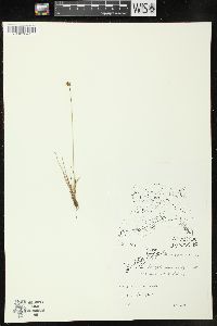 Juncus triglumis image