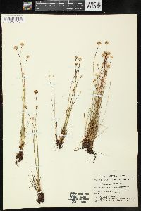 Juncus triglumis var. albescens image