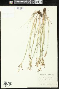 Juncus alpinoarticulatus image