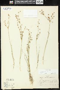 Juncus alpinoarticulatus image