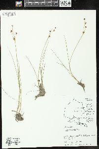 Juncus alpinoarticulatus image