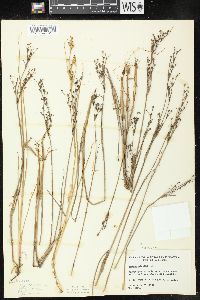 Juncus alpinoarticulatus image