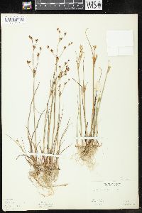 Juncus alpinoarticulatus image