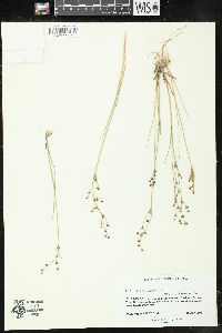 Juncus alpinoarticulatus image