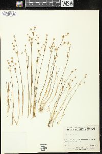 Juncus alpinoarticulatus image