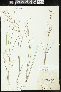 Juncus alpinoarticulatus image