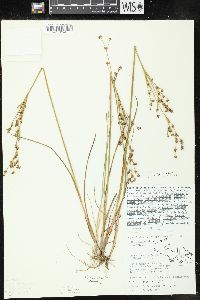 Juncus alpinoarticulatus image