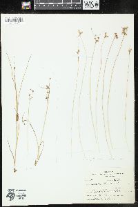 Juncus alpinoarticulatus image