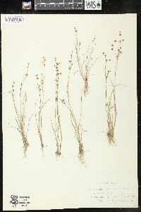 Juncus alpinoarticulatus image