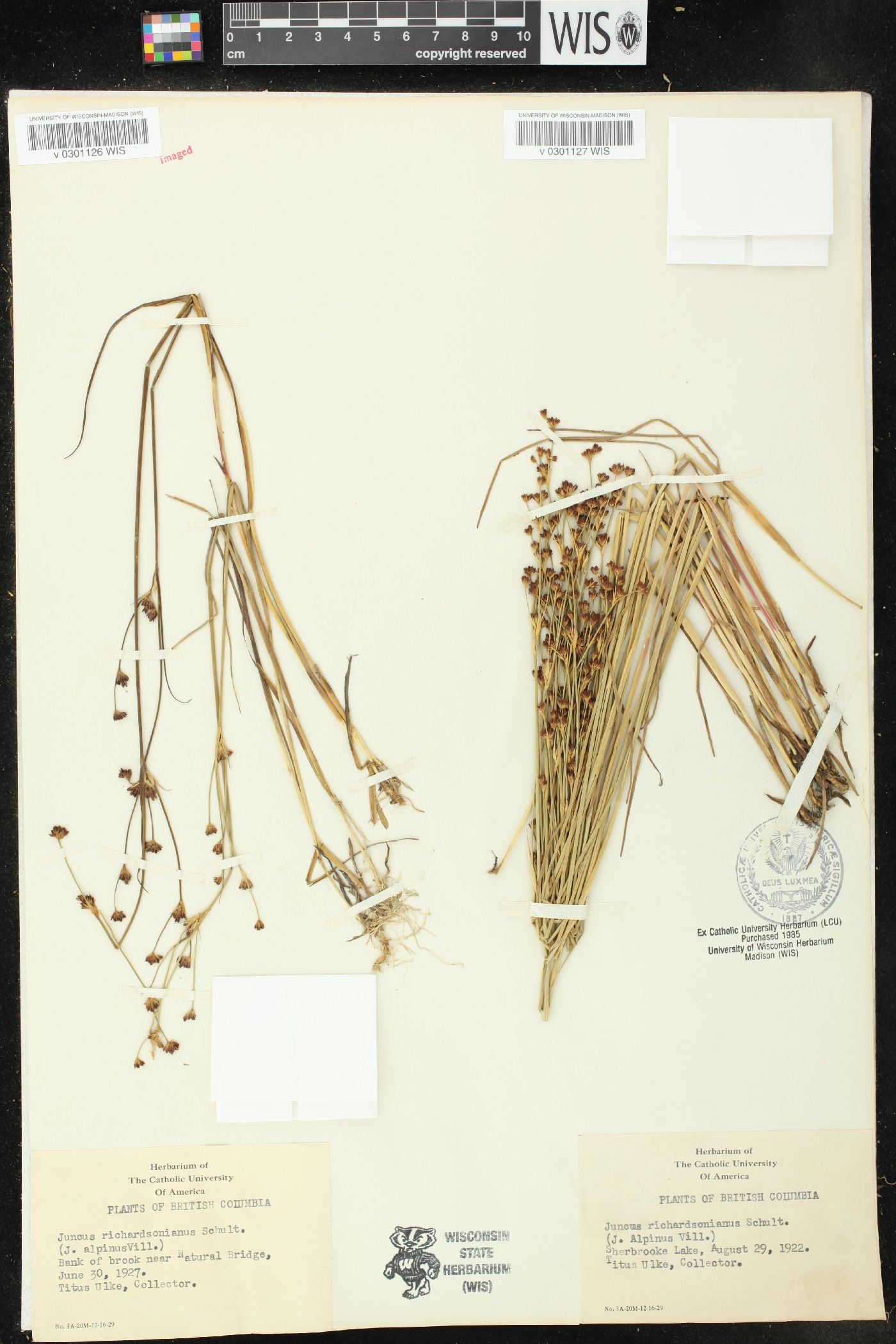 Juncus richardsonianus image
