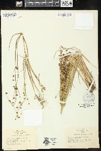 Juncus richardsonianus image