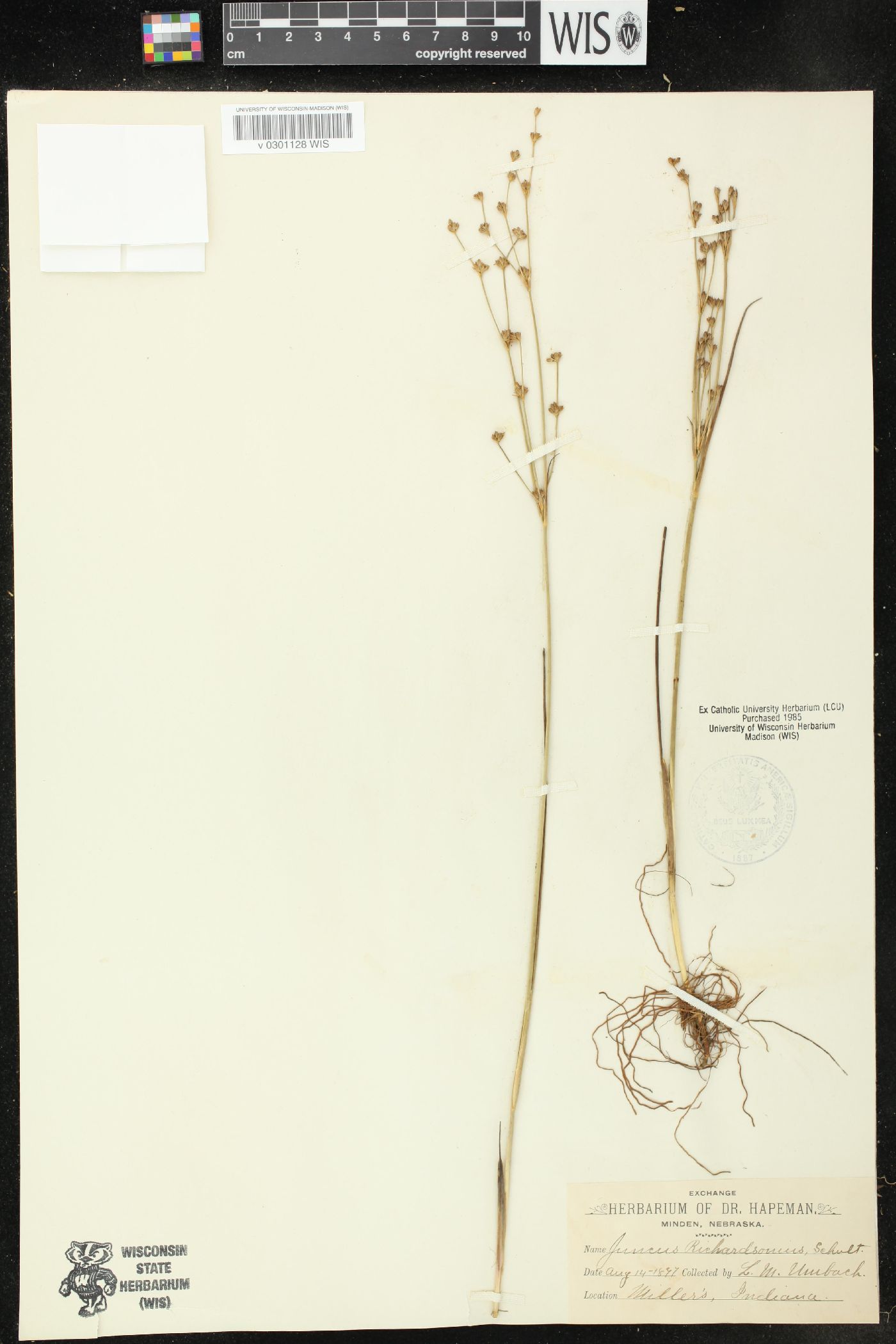 Juncus alpinoarticulatus subsp. nodulosus image